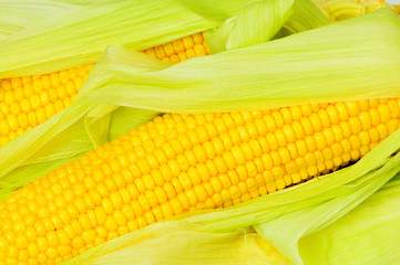 Extreme close up of yellow corn cobs