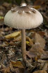 Lépiote élevée ou Coulemelle (Macrolepiota procera)