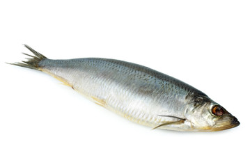Salted herring