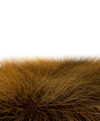 Beautiful savannah grass