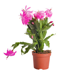 Naklejka na ściany i meble cactus with pink flowers in pot