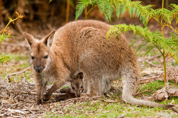 mother and joey 2 © redleg