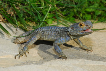 lizard