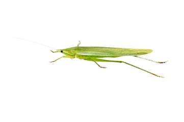 Green Grasshopper isolated on white.