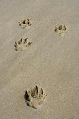 Hundespuren am Strand