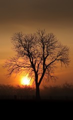 Morning rays of sun with silhouette tree shape