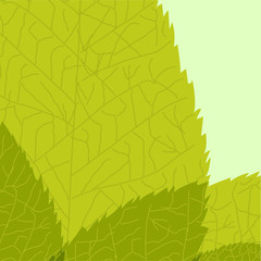 Green leaf. Vector illustration