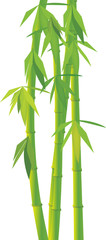 Vector green bamboo