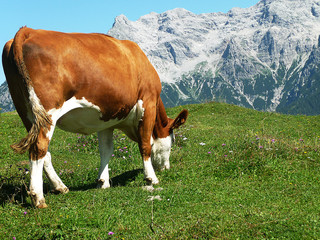 Fototapeta na wymiar Krowa na dużych wysokościach