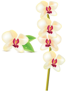 A vector white orchid