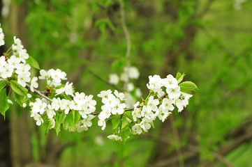 Spring cherry tree