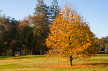 Golf Course gold leaf tree