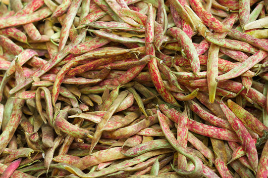 Pile of Cranberry Beans