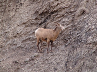 Steinbock Bergziege Jasper Nationalpark