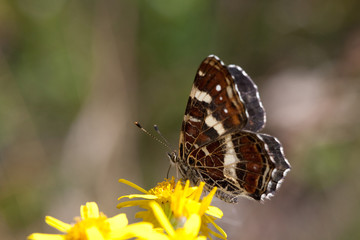 Map butterfly
