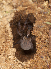 Wolf spider in lair. Extreme close-up.
