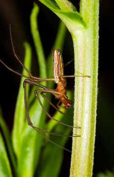 Long-legged spider on a stem. Extreme close-up.