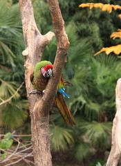 ara militaire © joël BEHR