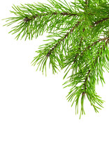 Obraz premium border of the branches of pine