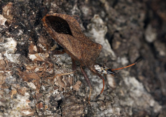 Stink bug-