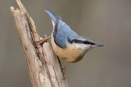 Klleiber - Sitta europaea