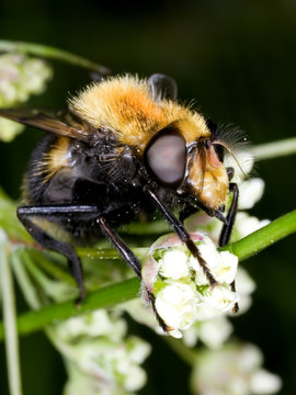 Fly of the syrphidae family