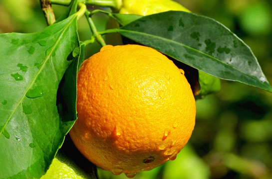 Orange and Lemon.