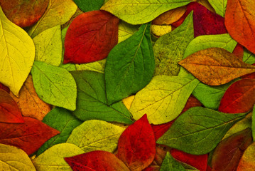 Feuilles
