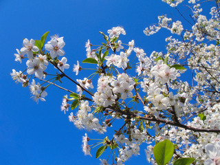 Spring flowers