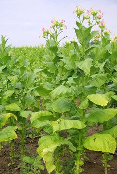 Virginischer Tabak - cultivated Tobacco 28