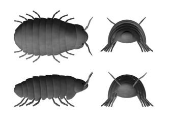 pill bug