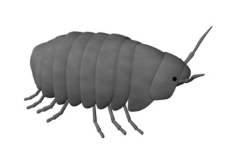 pill bug