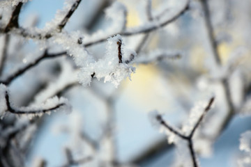 Kristalle aus Eis am Baum