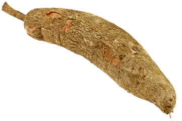 manioc, Manihot esculenta, fond blanc