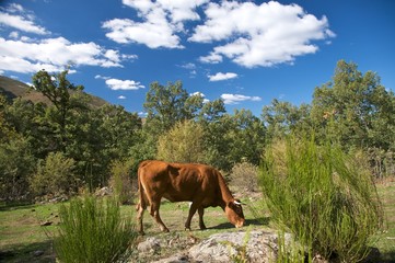 cow grazing grass