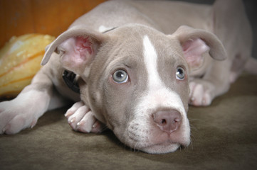 Rare champagne pit bull