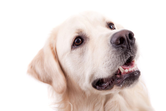 Golden Retriever Portrait