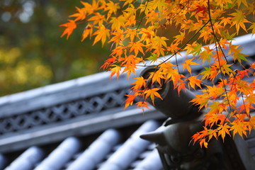 紅葉