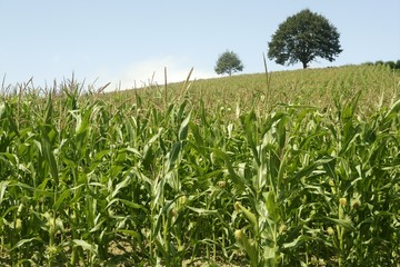 Corn green fields landscape outdoors