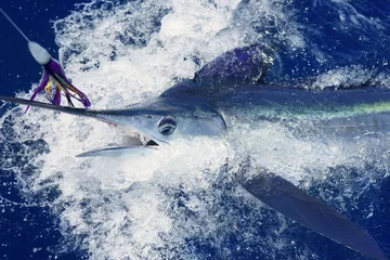 Stof per meter Beautiful white marlin real billfish sport fishing © lunamarina