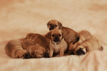 Müde Puggle Welpen in der Gruppe