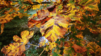 autumn