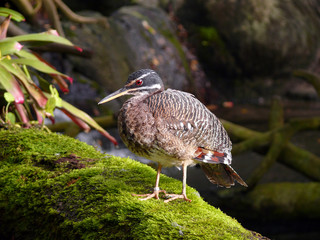Vogel - Nun steh ich hier und warte