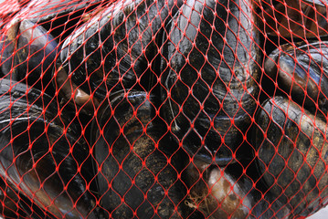 fresh organic mussel in a red net