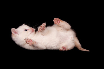 White kitten on black background
