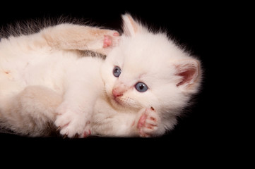 White kitten on black background