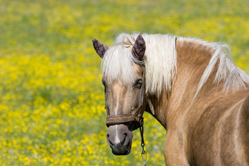 Obraz premium Horse (Equus caballus) in the meadow