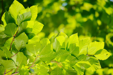 Fresh green leaves