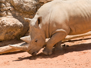 Fototapeta premium White (square-lipped) rhinoceros