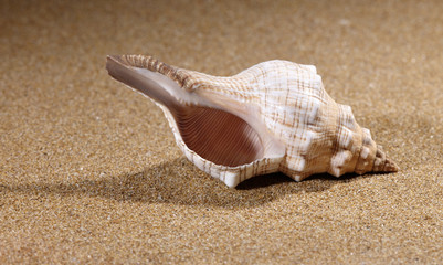 waiting foe the summer. still life on the sand